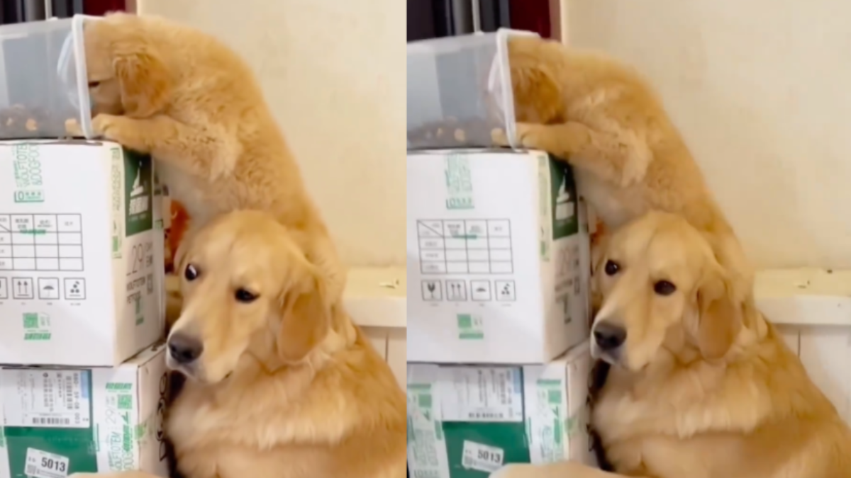 Quadrilha em ação família de golden retriever se une para roubar ração