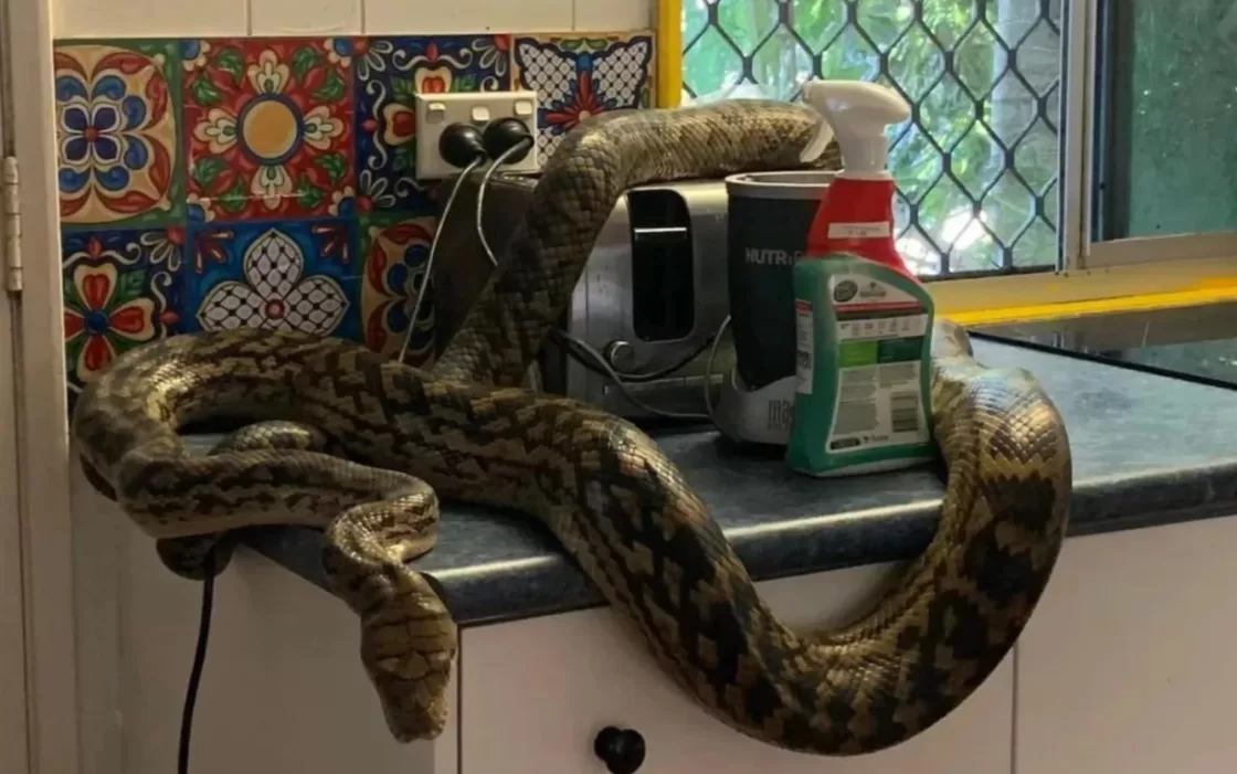 cobra cozinha