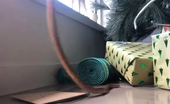 Cobra marrom em árvore de Natal