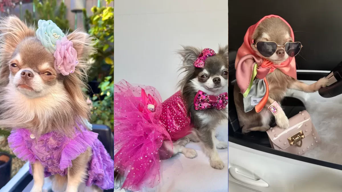 Conheça Willow, a chihuahua ícone fashion da Inglaterra