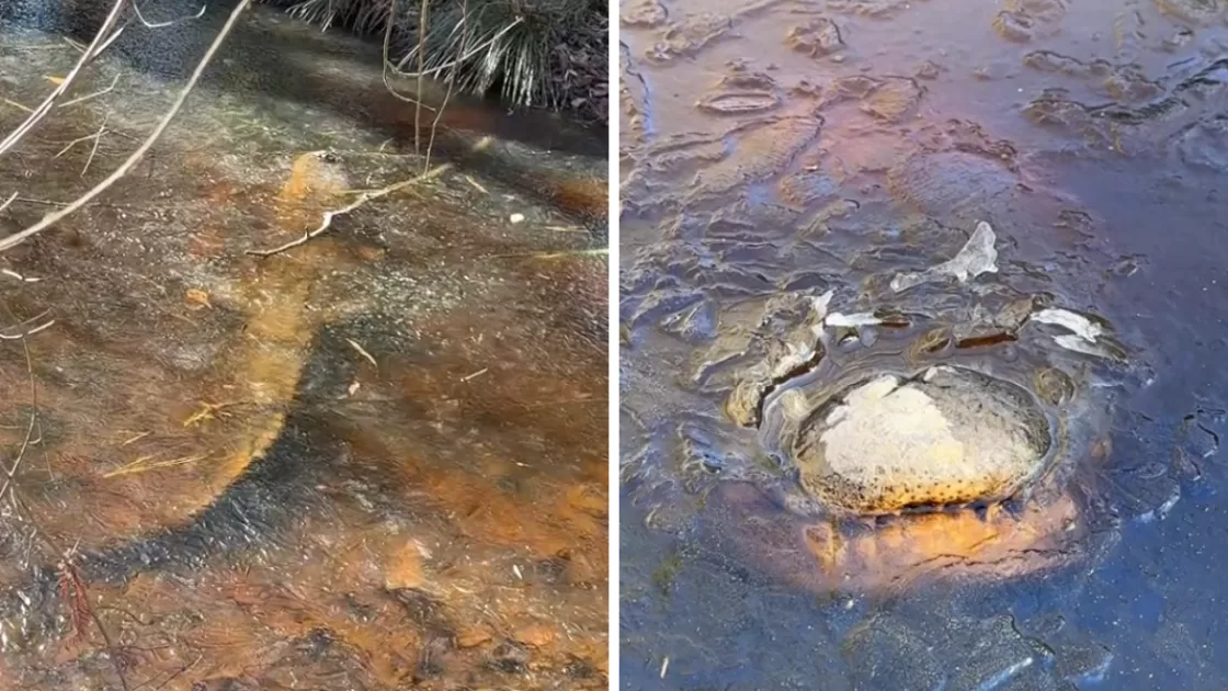 Conheça os animais que hibernam congelados