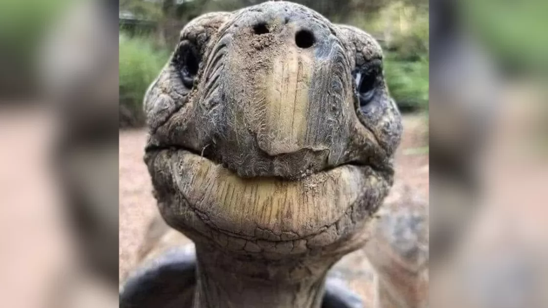 Jonathan, a Tartaruga Centenária que está viva desde antes da invenção do telefone