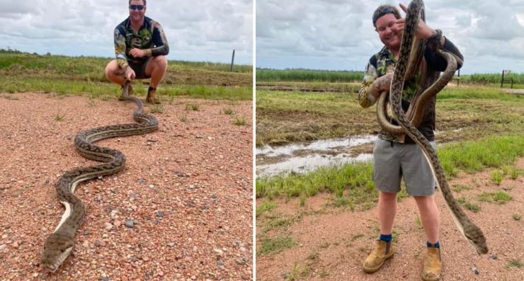 Cobra devora canguru na Austrália