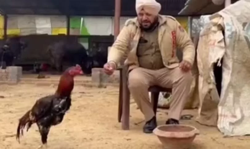 galo sob proteção policial