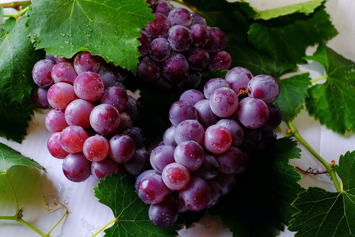 Suplemento de resveratrol feito a partir da uva 