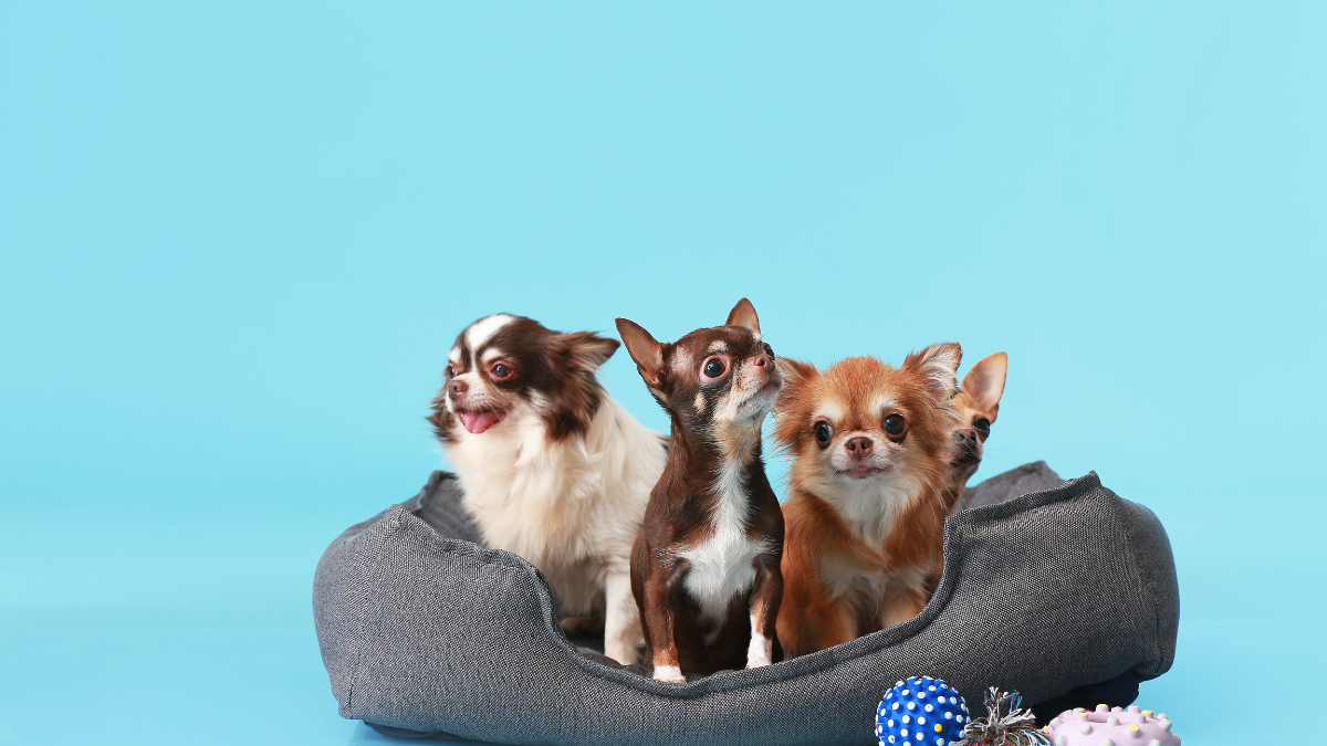 9 fatos interessantes sobre os chihuahuas (2)