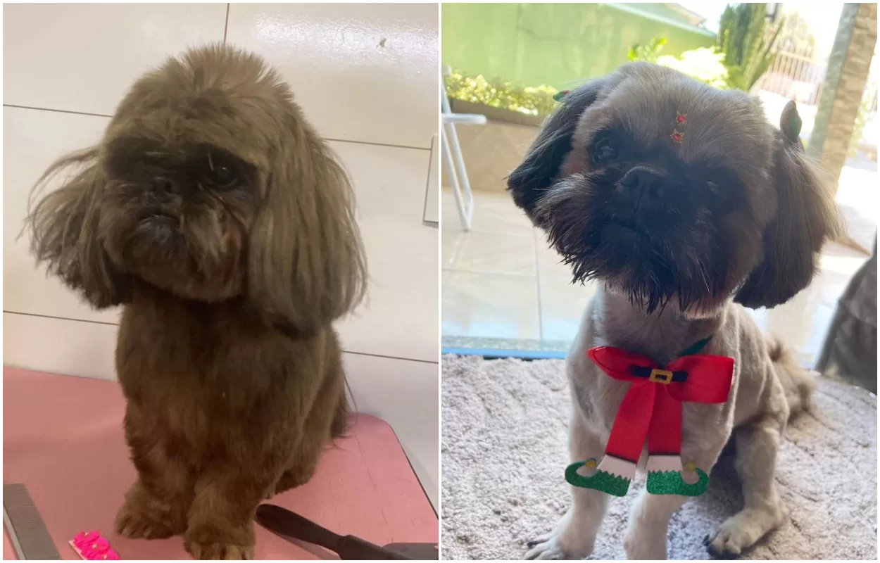 Shih-Tzu tem pelos brancos pintados de marrom para esconder crime