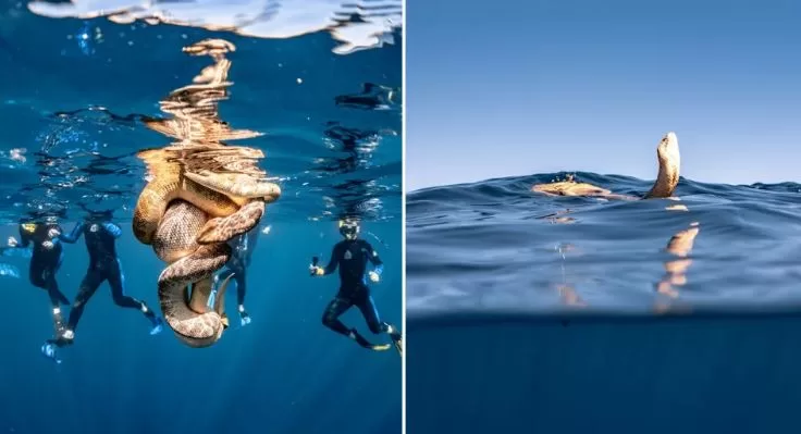 Cobras marinhas acasalando no mar da Austrália