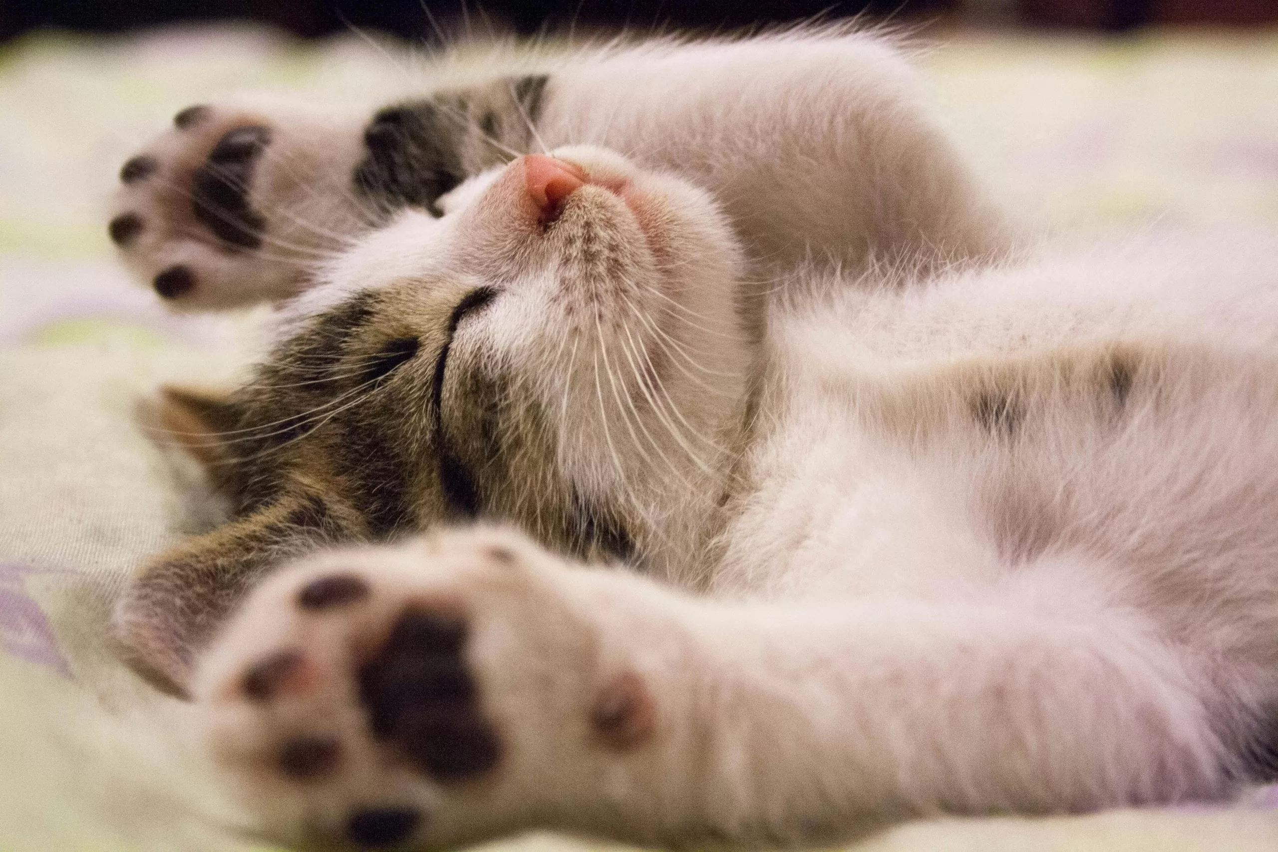 Gato deitado de patinhas abertas