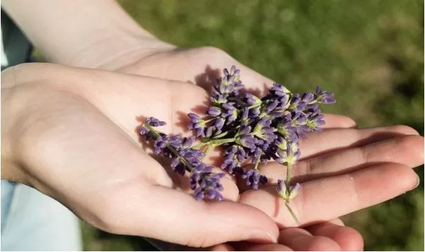 Aromaterapia e óleos essenciais