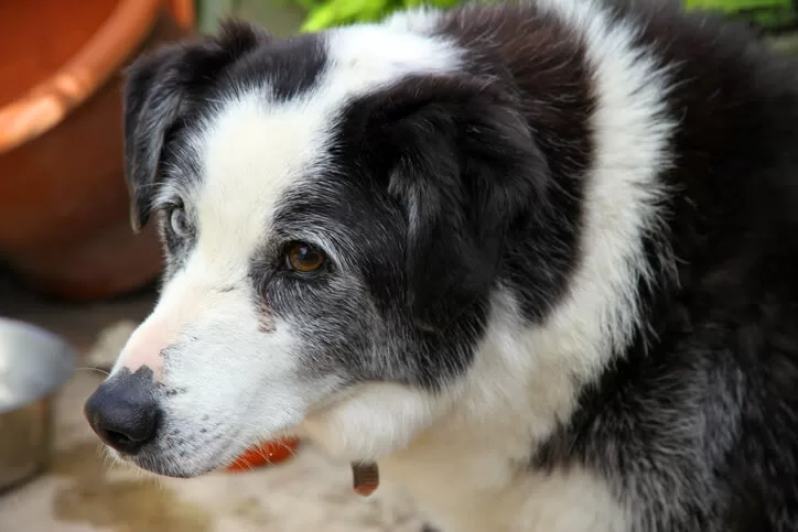 Cachorro vive quantos anos