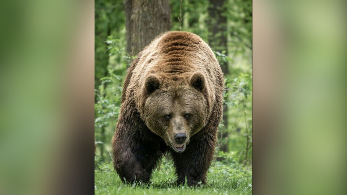 Conheça o urso-de-Kodiak, um dos maiores mamíferos terrestres do mundo