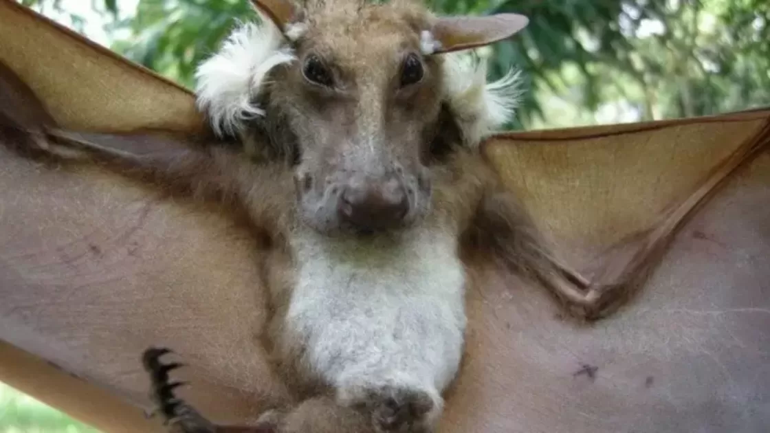 Mistérios da natureza Morcegos com cara de cachorro e que vivem de dia