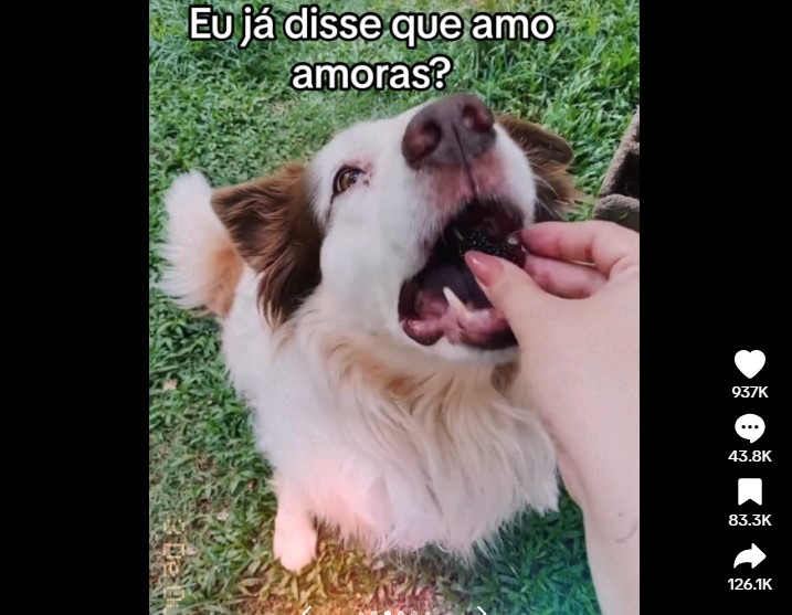 Cachorrinho do Pé de Amora