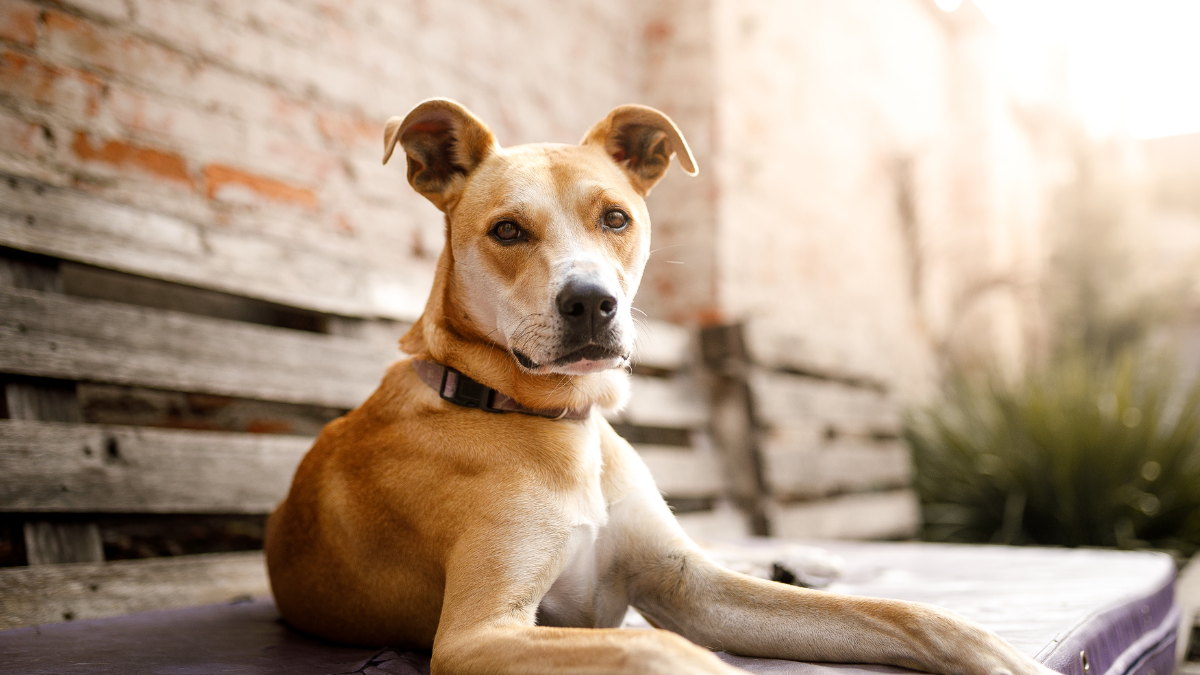 Quantos anos vive um cachorro?