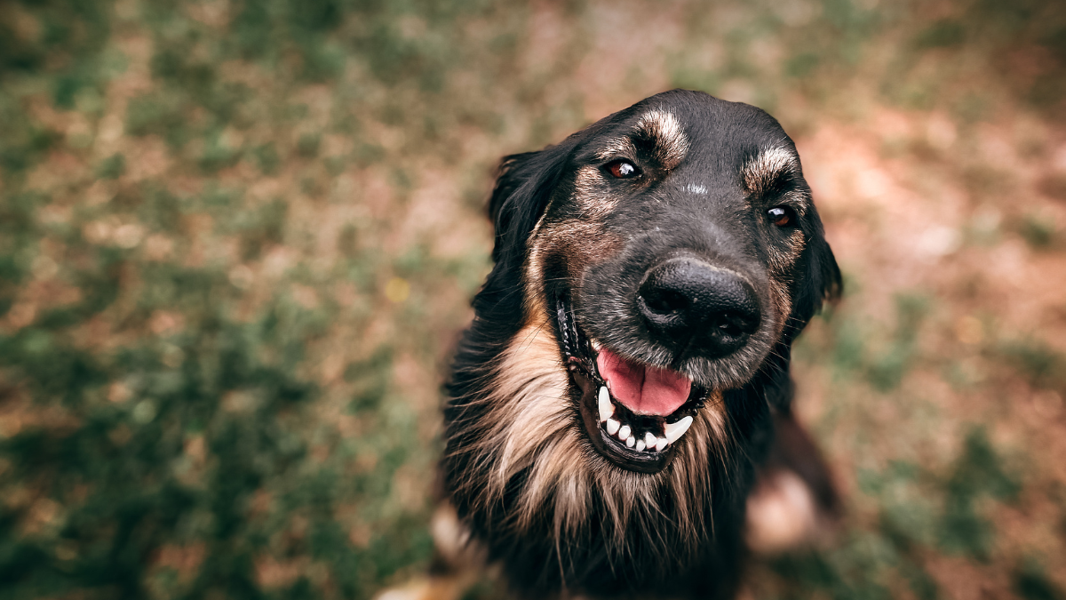 Quantos anos vive um cachorro?