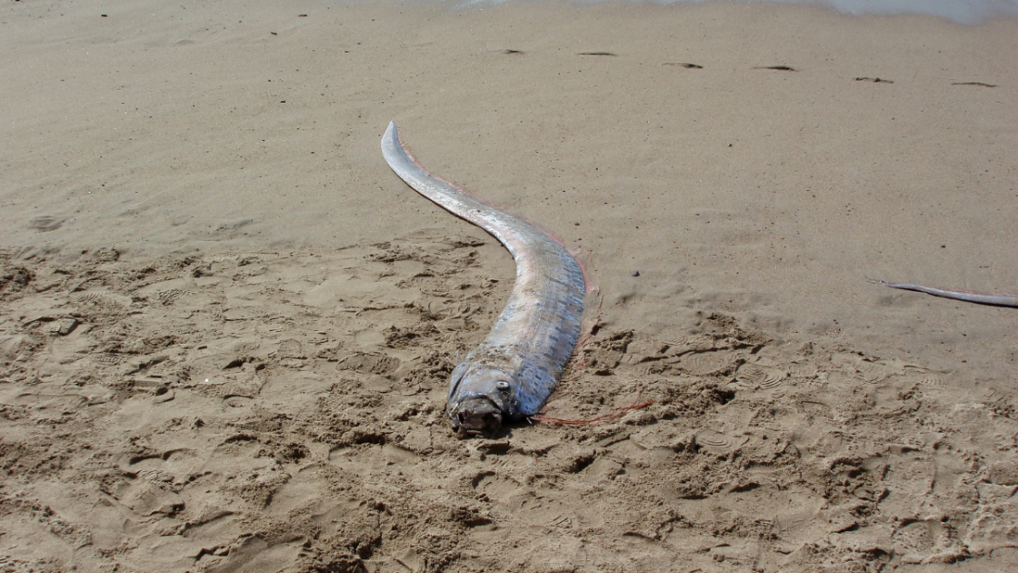 Por que o peixe-remo é chamado de peixe do fim do mundo