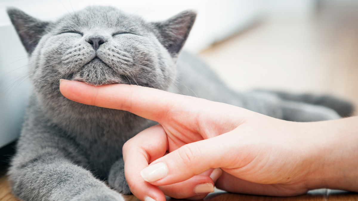 Por que 17 de fevereiro é o Dia Mundial do Gato