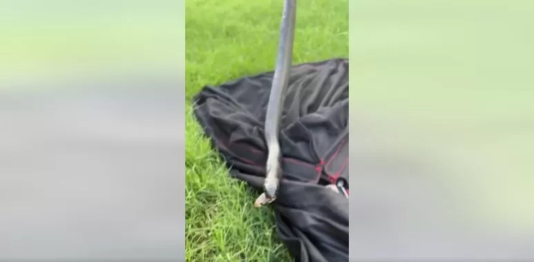 VÍDEO: Último adeus? Cobra surge da boca de serpente após ser engolida