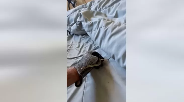 Cobra de veneno mortal aparece em casa