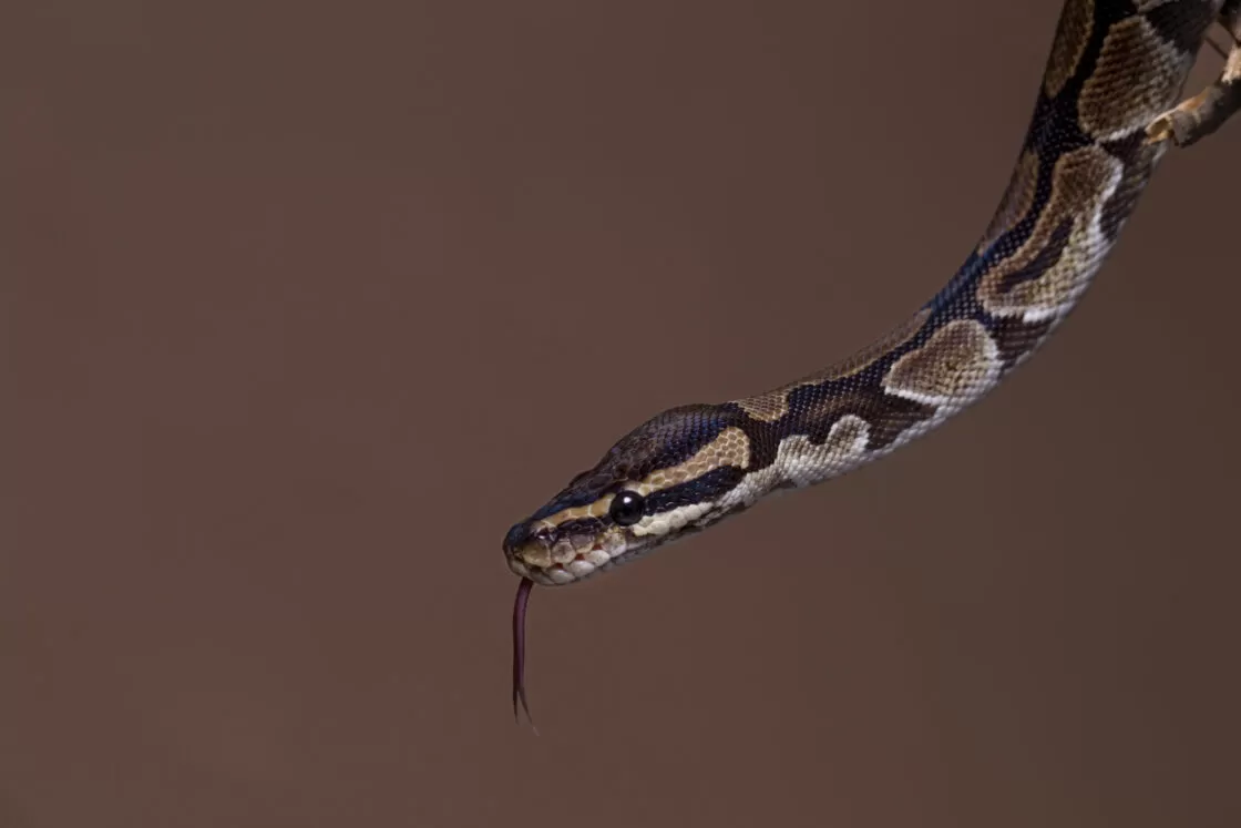Cobra Venenosa atacou criança, mas levou a pior