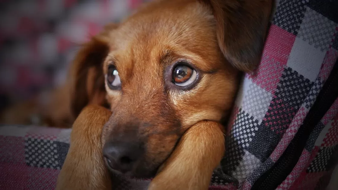 Doença misteriosa em cães assusta os Estados Unidos