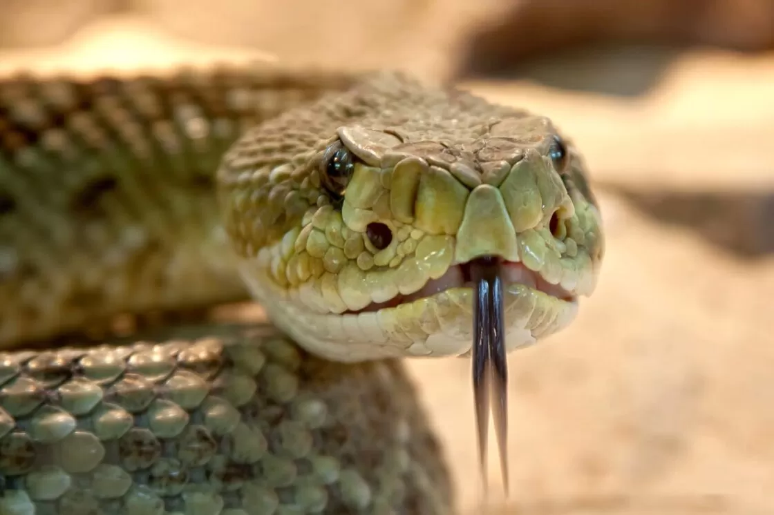 País chega ao livro dos recordes com mais de 50 mil mortes por ano por picadas de cobra