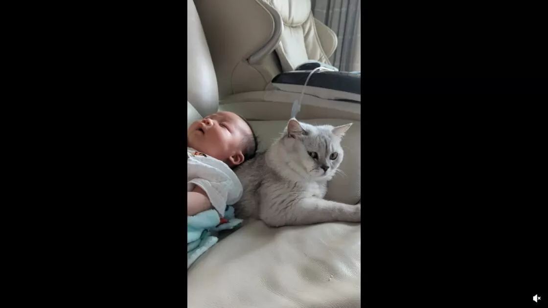 babá gato