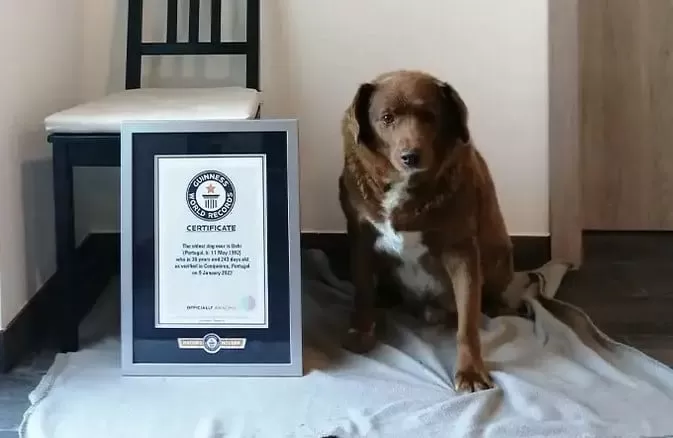 bobi, cão mais velho do mundo