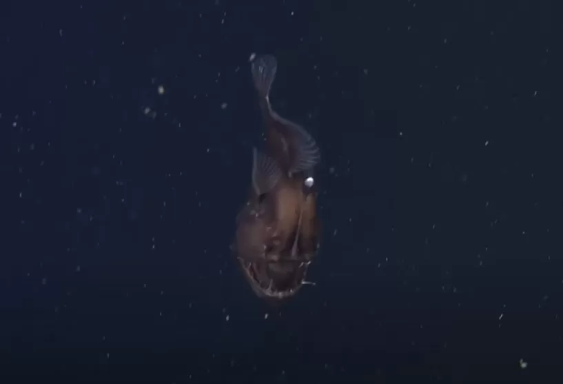diabo negro do mar