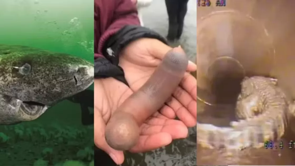 Os 5 animais mais bizarros de 2023