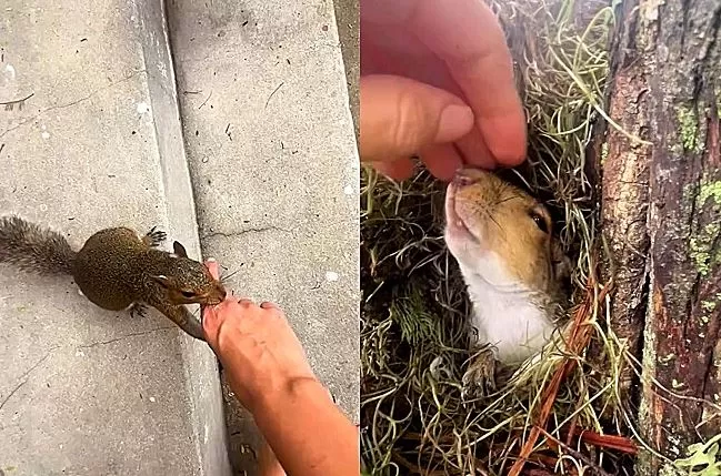 Esquilo leva mulher pela boca e mostra sua toca